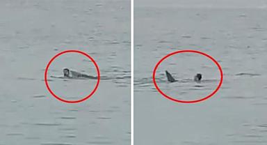 Russian tourist killed by a shark!